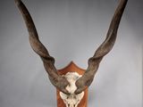 une antilope aux grandes cornes accrochée au mur
