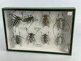 a lot of bugs that are in a display case