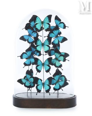 blue butterflies in a glass dome on a wooden base