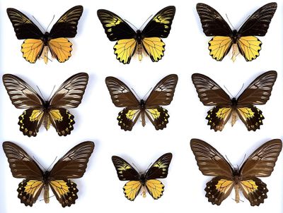 six different types of butterflies are shown on a white surface