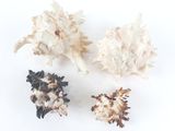trois types différents de coquillages sur un fond blanc