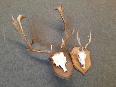 une paire de bois de cerf fixés sur un bouclier en bois posé sur un tapis