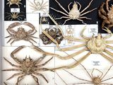many different types of insects displayed in a display case