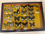 a lot of butterflies that are on display in a glass case