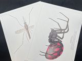 two cards with a drawing of a spider and a bug on them