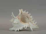 a white shell that is sitting on a table