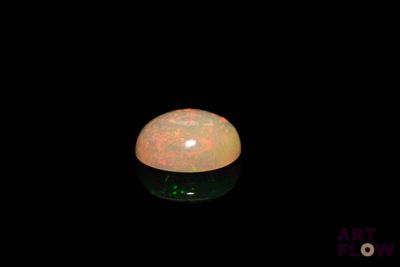 an oplite in the dark with its reflection on the surface