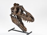 an image of a close up of a dinosaur skull on a stand