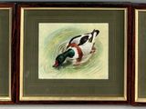 three framed paintings of birds on a wall in a room
