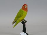 a bird that is sitting on top of a bottle