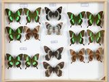 de nombreux papillons disposés dans un cadre en bois
