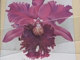 a picture of a pink flower in a picture frame