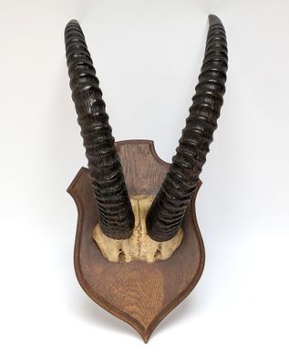 une tête d'antilope fixée sur une plaque en bois, sur fond blanc