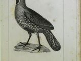 un vieux livre sur lequel est posé un oiseau