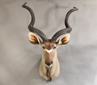une tête d'antilope accrochée au mur d'une pièce