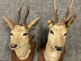 two deer heads mounted on a wall with antelope antelope antelope antelope antelope antelope antelope antelope