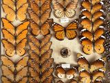 an old picture of a display of butterflies in a wooden frame