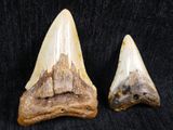 two large tooth teeth of a shark on a black background