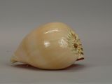 a close up of an onion on a white surface