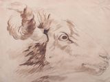 drawing of a goat ' s head on a piece of paper on a table