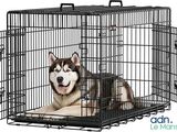 le chien est assis dans la cage, dont la porte est ouverte