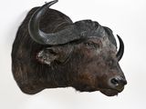 an image of a buffalo head mounted on a wall
