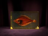 a picture of a fish in a glass box on a table