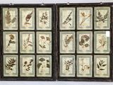 an image of a set of six framed pictures of plants