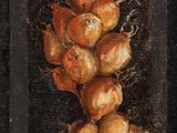 an oil painting of a bunch of onions on a black background