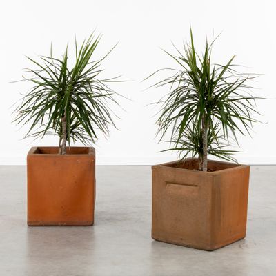 two potted plants that are sitting on a concrete floor