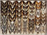 many different types of moths displayed in a display case