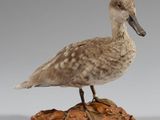 un petit oiseau perché sur un rocher
