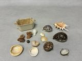 de nombreux coquillages et coquilles posés sur la table
