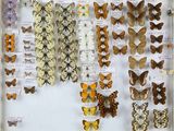 de nombreux types de papillons différents présentés dans une vitrine