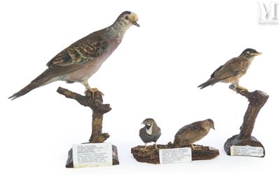 three birds that are sitting on the branches of a tree