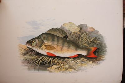 a fish that is sitting on the ground in the grass