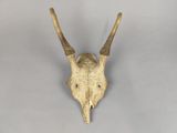 une image représentant un crâne de cerf accrochée au mur