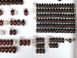 a lot of bugs that are on display in a case