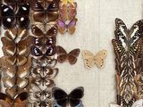 many different types of butterflies displayed in a wooden frame