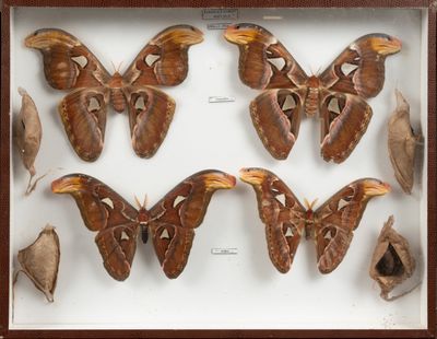 plusieurs grands papillons de nuit, présentés dans un cadre en bois exposé dans une vitrine