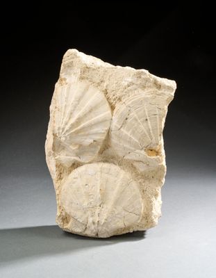 a close up of a piece of stone with shells on it