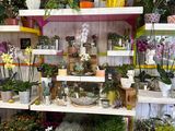 many different types of plants on the shelves in the store