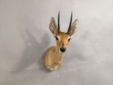 une tête d'antilope accrochée au mur d'une pièce