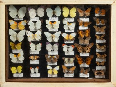 many different types of butterflies displayed in a display case