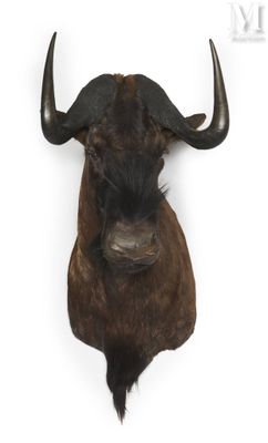 the head of a bull is mounted on a white wall