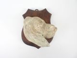 une tête d'éléphant blanche fixée sur une plaque en bois