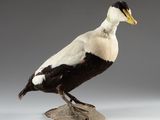 un canard blanc et un canard noir perchés sur un rocher, sur fond gris