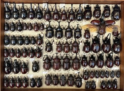 a lot of beetles that are on display in a wooden frame