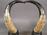 pair of large horn horns with black bases on a gray background