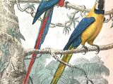 deux perroquets colorés perchés sur une branche d'arbre